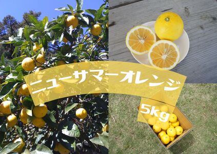 【先行予約】湯の花　伊豆の香りニューサマーオレンジ　５kg箱セット　　　柑橘 ニューサマーオレンジ 日向夏 果物 柑橘 ニューサマーオレンジ 日向夏 果物 柑橘 ニューサマーオレンジ 日向夏 果物 柑橘 ニューサマーオレンジ 日向夏 果物 柑橘 ニューサマーオレンジ 日向夏 果物 柑橘 ニューサマーオレンジ 日向夏 果物 柑橘 ニューサマーオレンジ 日向夏 果物 柑橘 ニューサマーオレンジ 日向夏 果物 柑橘 ニューサマーオレンジ 日向夏 果物 柑橘 ニューサマーオレンジ 日向夏 果物 柑橘 ニューサマーオ