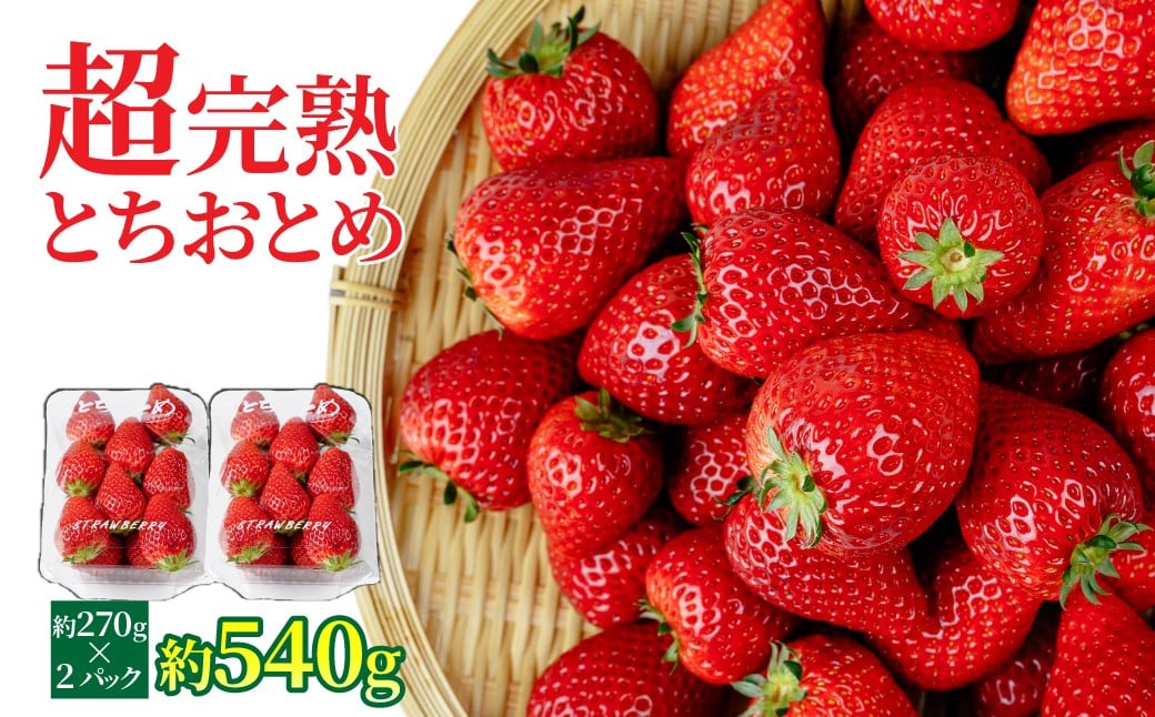 
                  【先行受付：選べる発送月】いちご 「茂木完熟いちご」　矢野農園の とちおとめ レギュラーサイズ 約270g × 2パック 合計 約540g | いちご イチゴ 苺 とちおとめ 完熟 果物 フルーツ 甘い あまい くだもの 旬 産地直送 栃木県産 矢野農園 栃木県 茂木町
                