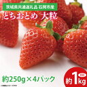 【ふるさと納税】とちおとめ 大粒 約1kg (約250g×4パック) 『2025年1月上旬～3月下旬頃に順次発送予定 』【茨城県共通返礼品 石岡市産】 いちご 苺 イチゴ くだもの 果物 フルーツ 茨城県産 特産品（EF002）