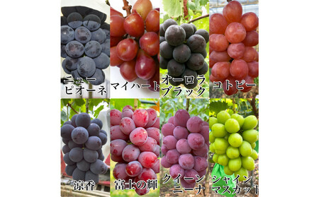 農家こだわりのシャインマスカット＆お任せ２品種 ３房合計約1.2ｋg ｜ シャインマスカット ぶどう ぶどう