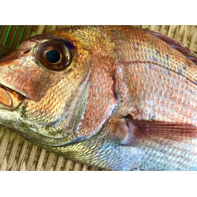 竹中水産の八幡浜発!「天然真鯛〔下処理済)を味わうセット1〜2枚」【D22−276】【配送不可地域：離島・北海道・沖縄県】【1295245】
