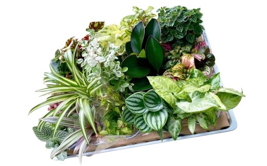 
                  【G0749】【期間限定】蒲郡で栽培した観葉植物セット（15種）

                