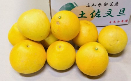千光士農園の土佐文旦　10kg(ご家庭用スレキズあり)