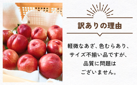 【先行予約】【訳あり】富山県産 ネクタリン 6個 （約1.5kg） ＜2026年8月中旬以降順次発送＞