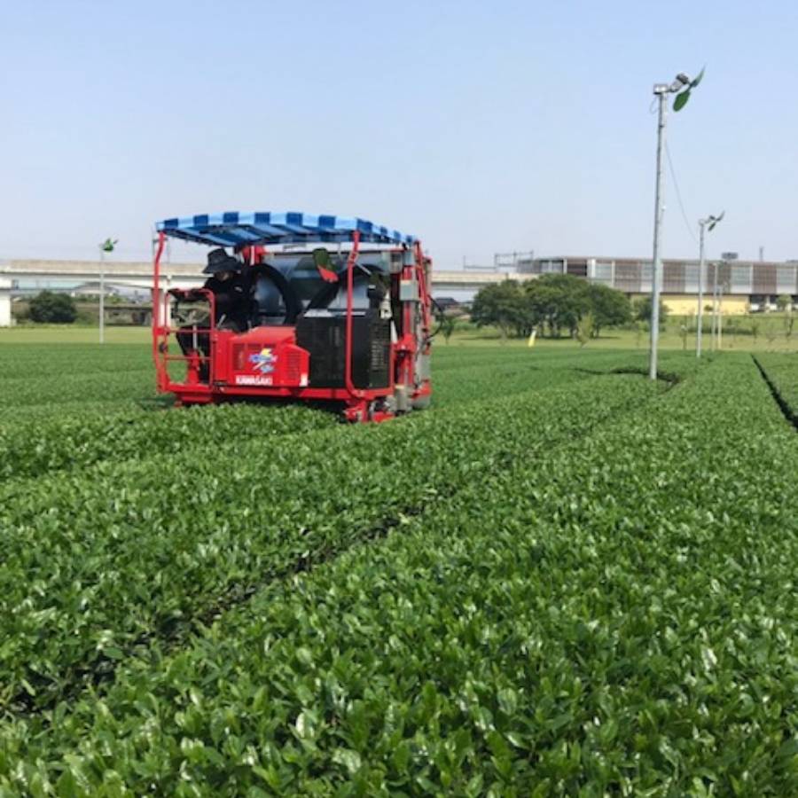 ＜熊谷光玉園＞八女茶詰合せ80ｇ×2本