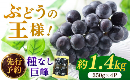 【★先行予約★ 2026年7月中旬より発送】種なし巨峰  約1.4kg / 巨峰 ぶどう[AFAB017]