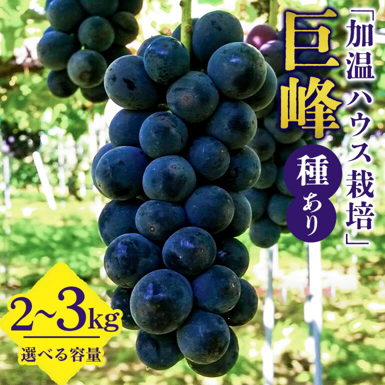 【ふるさと納税】【 2025年 先行予約 】 「加温ハウス栽培」 巨峰 2kg 3kg（ 種あり ） 久家ぶどう園 4房 〜 5房 6房 〜 7房 ぶどう ブドウ 有機 肥料 ハウス 栽培 国産 果物 くだもの 葡萄 フルーツ 2キロ 8月 9月 発送 夏 旬 品種 茨城県産 産地直送 産直 農家直送