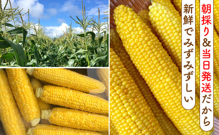 北海道産とうもろこし（恵味ゴールド20本）