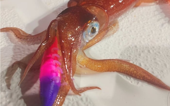 ルアー 釣具 釣り具 ソルトルアー 海釣り セット 詰め合せ 人気 おすすめ