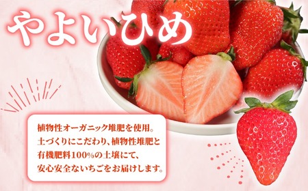いちご やよいひめ 計1kg 【いちご】