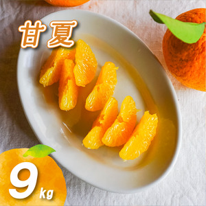 【2027年3月下旬頃より順次発送】農薬不使用 甘夏 9kg | 柑橘 くだもの フルーツ 愛みかん 愛媛みかん ミカン フルーツ 果物 みかん 柑橘 甘いみかん【NO041】