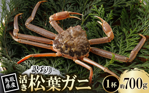 【先行予約】鳥取県産 訳あり 活 松葉がに 700g×1杯(中村商店)2026年1月末より順次発送【配送不可地域：離島・北海道・沖縄県・東北・信越、北陸】