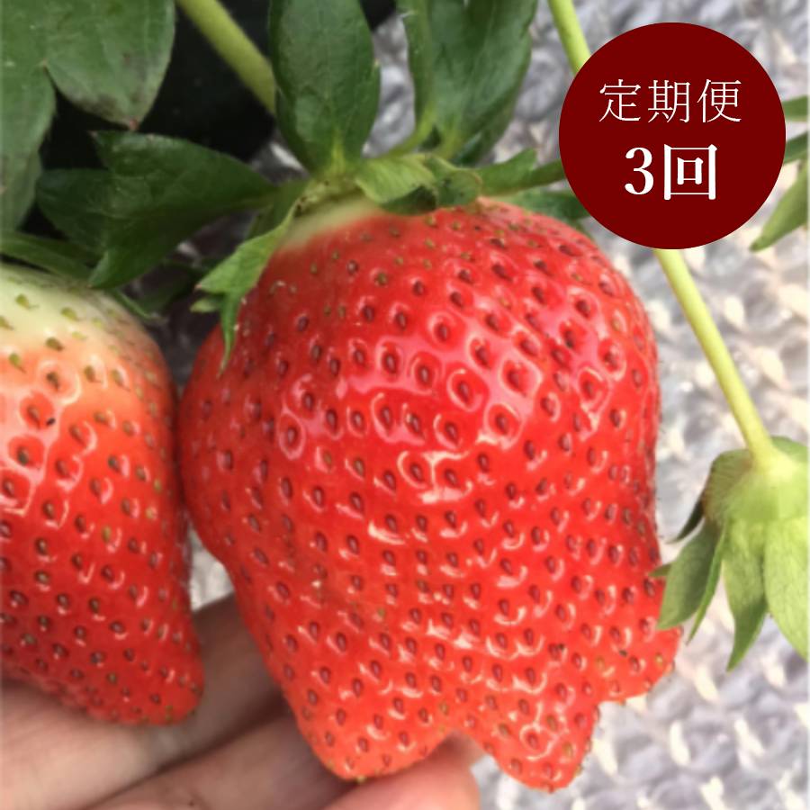 ＜イチゴヤ78％＞贈答規格 とちおとめ(280g×2パック) 定期便3カ月コース【12月下旬～2月下旬お届け】