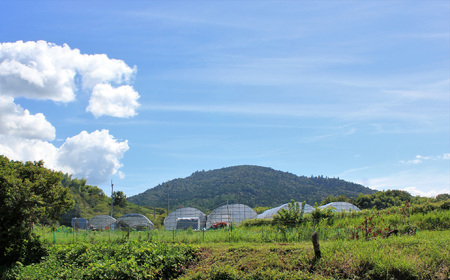 M-C7.【4月～5月上旬発送】減農薬いちご「古都華」4パック 特別栽培農産物 ※配送地域限定