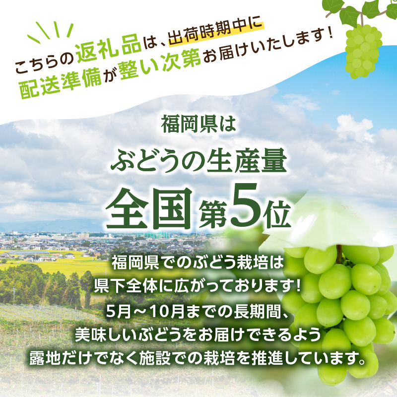 【先行予約】シャインマスカット（350g×4パック）【ＪＡふくおか八女】｜９月上旬〜発送予定 マスカット ぶどう 種なし 皮ごと食べられる 糖度18度 高糖度 甘い 厳選 産地直送 新鮮 1.4kg 