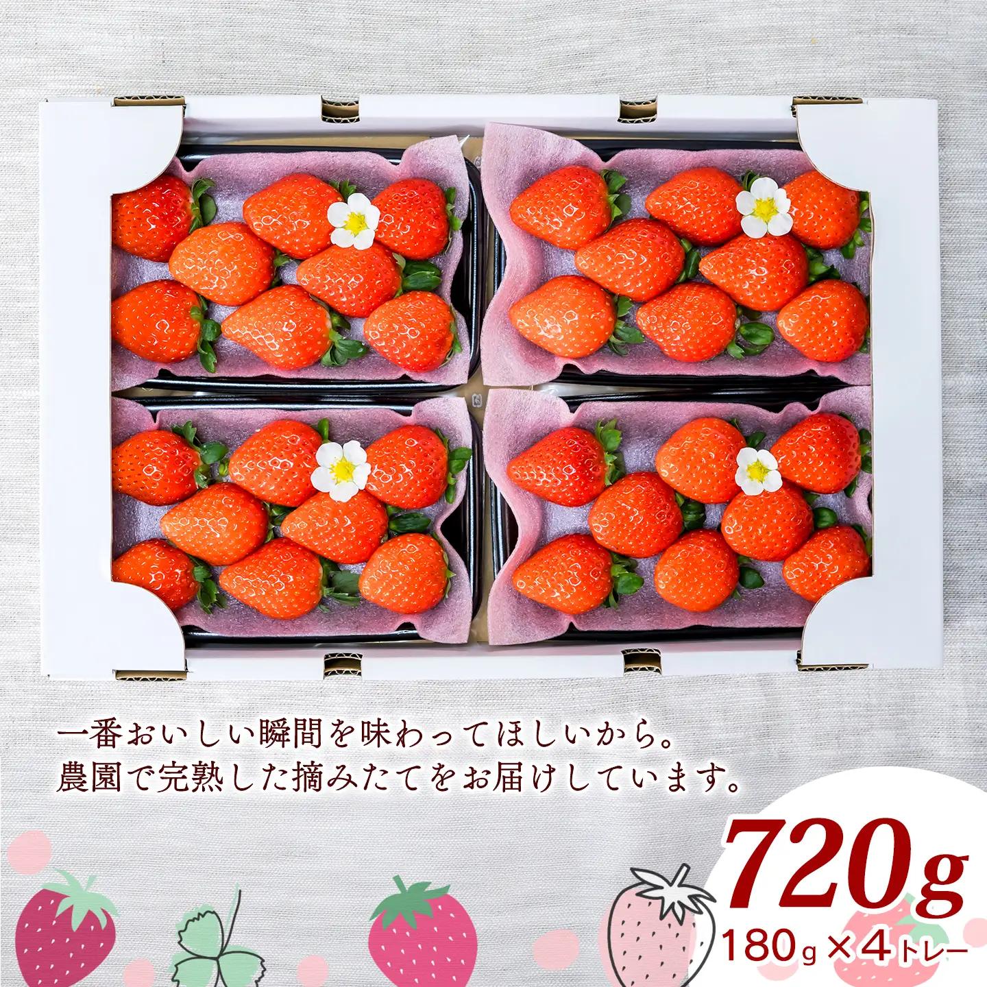 いちご 摘みたて完熟「ひのいちご」（約180ｇ×4トレー）11月下旬~4月発送