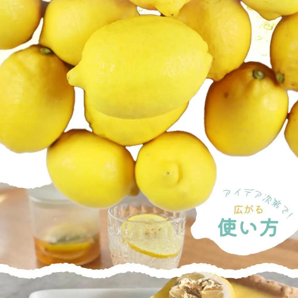 秀品　紀州有田産レモン　2.5kg［2027年3月上旬以降発送］［先行予約］［UT45］