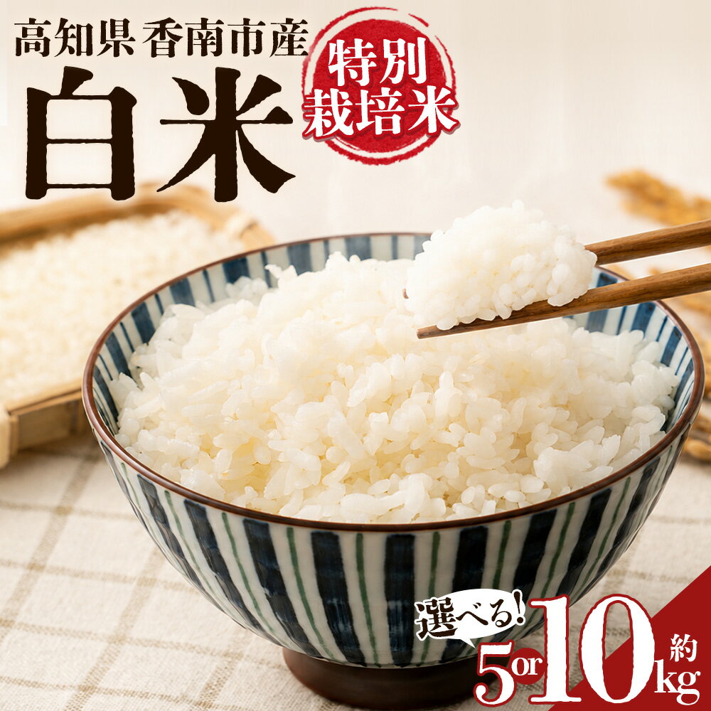 【ふるさと納税】令和8年度産 特別栽培米 白米 （選べる内容量：約5kg or 約10kg） - 選べる お届け内容 コシヒカリ こしひかり お米 こめ ご飯 穀物 お取り寄せ キロ ふっくら 冷めても美味しい 甘み お弁当 精米 国産 産地直送 こなつファーム 高知県 香南市 【常温】