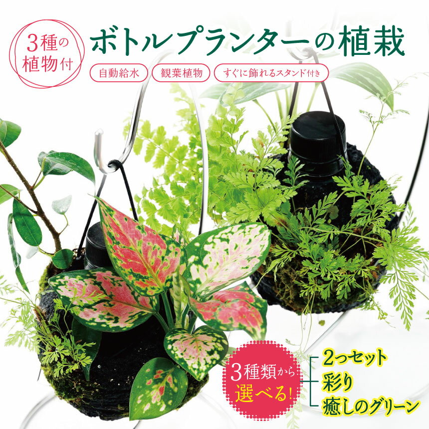 【ふるさと納税】★ 期間限定 ★＼ 選べる！ ／【 球体 ボトルプランター 】≪ 3種の 観葉植物 ≫ 植栽済み 自動給水 装置 すぐに飾れるスタンド付き ピクタ | 特許 給水機能 プランター 植物 プランター グリーン 癒し 鑑賞 テラリウム シダ おまかせ 千葉県 君津市 きみつ