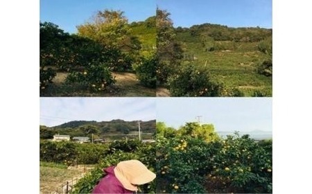 【2026年12月上旬から発送】愛果28号 (紅まどんな と同品種) 約2.5kg 家庭用 | 紅まどんな と同品種 みかん 【TMN105_x】