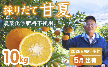 【先行予約 ５月出荷】 採りたて 甘夏 10Kg（農薬化学肥料不使用）  尾鷲市  甘夏屋 平山農園　HI-11