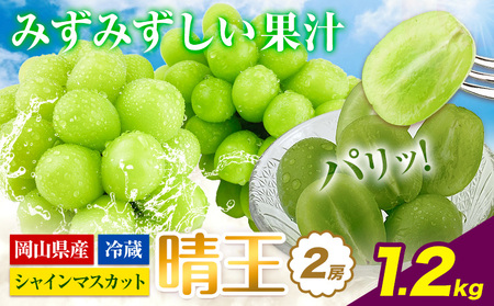 【2026年発送】シャインマスカット 晴王  1.2kg   【配送不可地域あり】