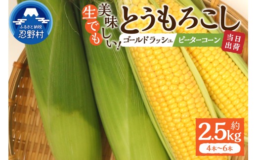 【2026年先行予約】富士北麓忍野村の気候、水、自然で作られた朝採りトウモロコシ《ピーターコーン・ゴールドラッシュ》詰め合わせセット4本～6本（約2.5kg）