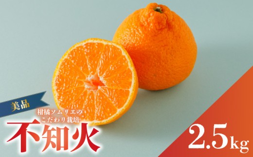 【順次発送中】 不知火(デコポンと同一品種) 美品 約 2.5kg  | デコポン でこぽん と同品種 みかん ミカン 柑橘 蜜柑 果物 くだもの フルーツ おすすめ 人気 お取り寄せ グルメ ギフト 期間限定 数量限定 ご当地 デコポン 愛媛県 松山市 蓮果園