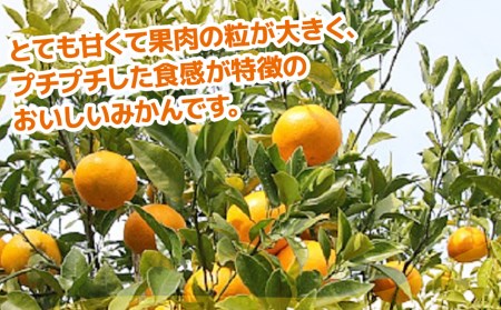 【先行予約】和田果樹園のみかん はるみ 5kg ミカン 蜜柑 オレンジ 果実 旬のフルーツ 大分県産 九州産 津久見市 国産【tsu002901】