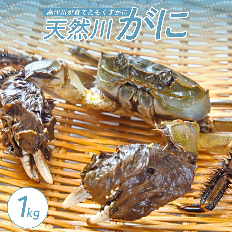 【ふるさと納税】 高津川 天然川がに 1kg 季節限定 川がに ツガニ 蟹 もくずがに モクズガニ みそ コク 塩ゆで かに汁 一級河川