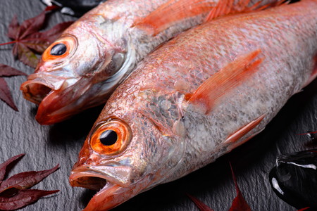 のどぐろ一夜干し（ノドグロ、のど黒、アカムツ）500g級使用 3尾セット