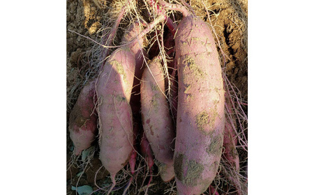 No.409 ちび焼き芋3kg