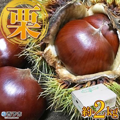 ふるさと納税 西予市 愛媛県西予市産　栗　2kg