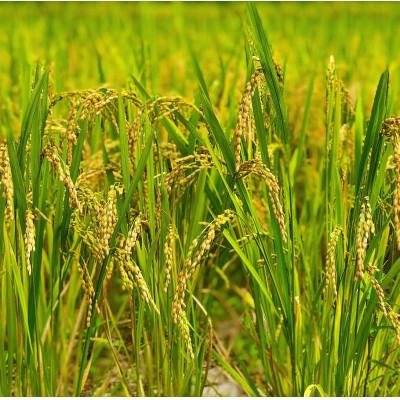 ふるさと納税 大網白里市 新米【令和7年産】2年連続特A評価! 千葉県産コシヒカリ5kg (5kg×1袋) |  | 03
