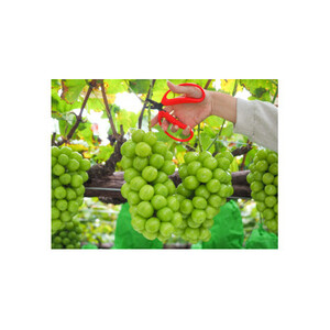 【南信州高森産】シャインマスカット 2kg＜9月中旬より発送＞