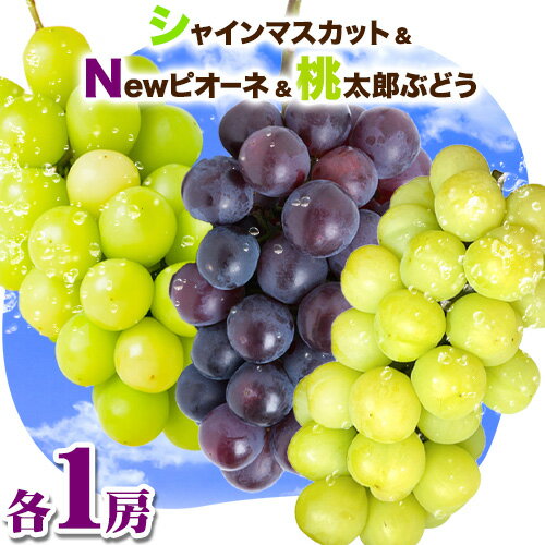 【ふるさと納税】シャインマスカット ぶどう Newピオーネ 桃太郎ぶどう 中房 各1房ずつ ふじまる《8月下旬-9月中旬頃出荷》岡山県 笠岡市 送料無料 フルーツ 果物 ピオーネ マスカット お取り寄せフルーツ