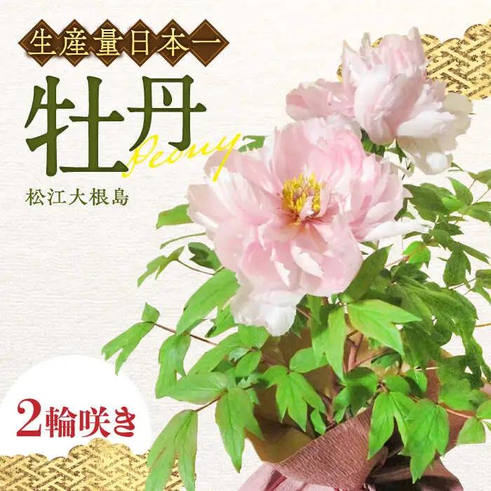 花【先行予約】【2026年12月上旬以降順次発送】松江大根島牡丹(宝寿ぼたん) 2輪咲き 島根県松江市/島根県農業協同組合くにびき地区本部[ALBC004] 花 花