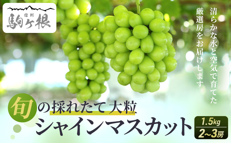 
            【特選房】シャインマスカット 約 1.5kg 2～3房 長野 特選 大粒 ぶどう 種なし 皮ごと 産地直送 フルーツ 果物 デザート おやつ マスカット 葡萄 秋 旬 旬の果物 旬のフルーツ 信州 信州産 長野県 長野県産 2025 2025年 [№5659-1117]
          