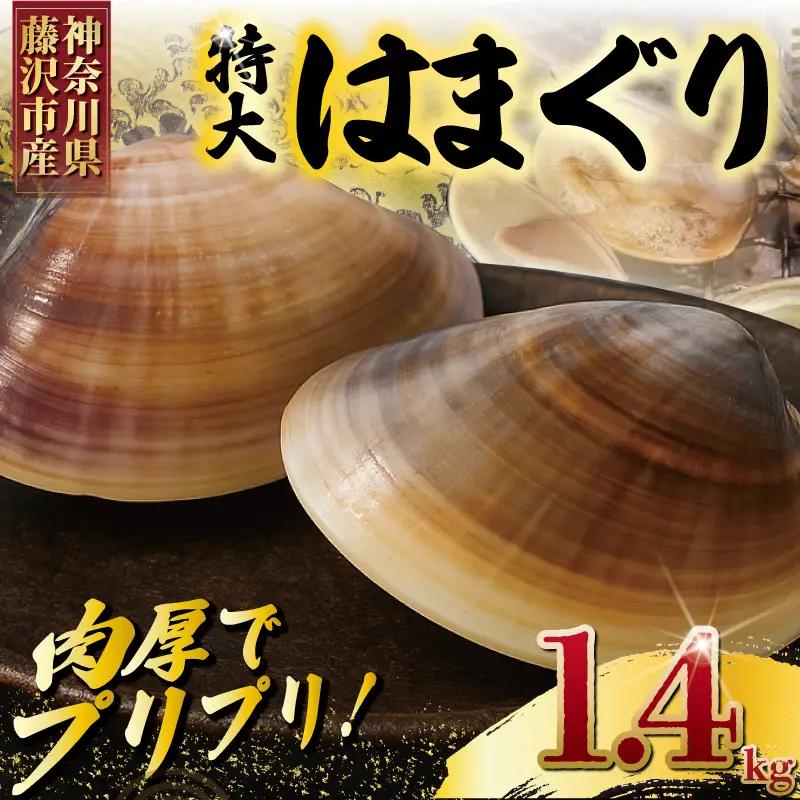 はまぐり  LLサイズ  1.4kg 【湘南はまぐり】