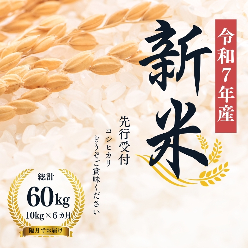 No.1499【令和7年産】大文字屋米穀店【定期便6回】コシヒカリ 10kg（5kg×2）精米 （隔月でお届け）