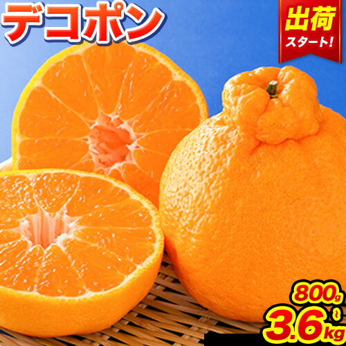 みかん 好き必見 ご家庭用 デコポン 生産量日本一 熊本 県産 約 3.6kg （約9‐18玉前後） 柑橘 個別光センサー選果 柑橘 フルーツ 旬 不知火 でこぽん ご家庭用 早期予約 《2024年1月下旬-4月末頃出荷》