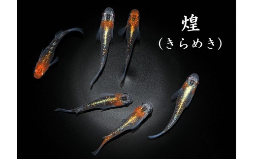 
                  メダカ「煌（きらめき）」1～３ペア
                