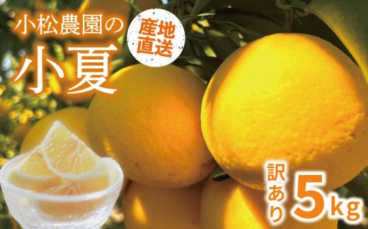 訳あり 小夏 5kg 家庭用 みかん 蜜柑 訳あり みかん 柑橘 フルーツ 訳ありみかん 訳アリ みかん 蜜柑 mikan 春 夏 旬 国産 果物 果物類 くだもの おすすめ 人気 新鮮 お裾分け スイーツ デザート おやつ 訳アリ 訳あり品 訳有り わけあり 柑橘 農家直送 産地直送 数量限定 送料無料 贈り物 ギフト 小松農園 高知県 安芸市