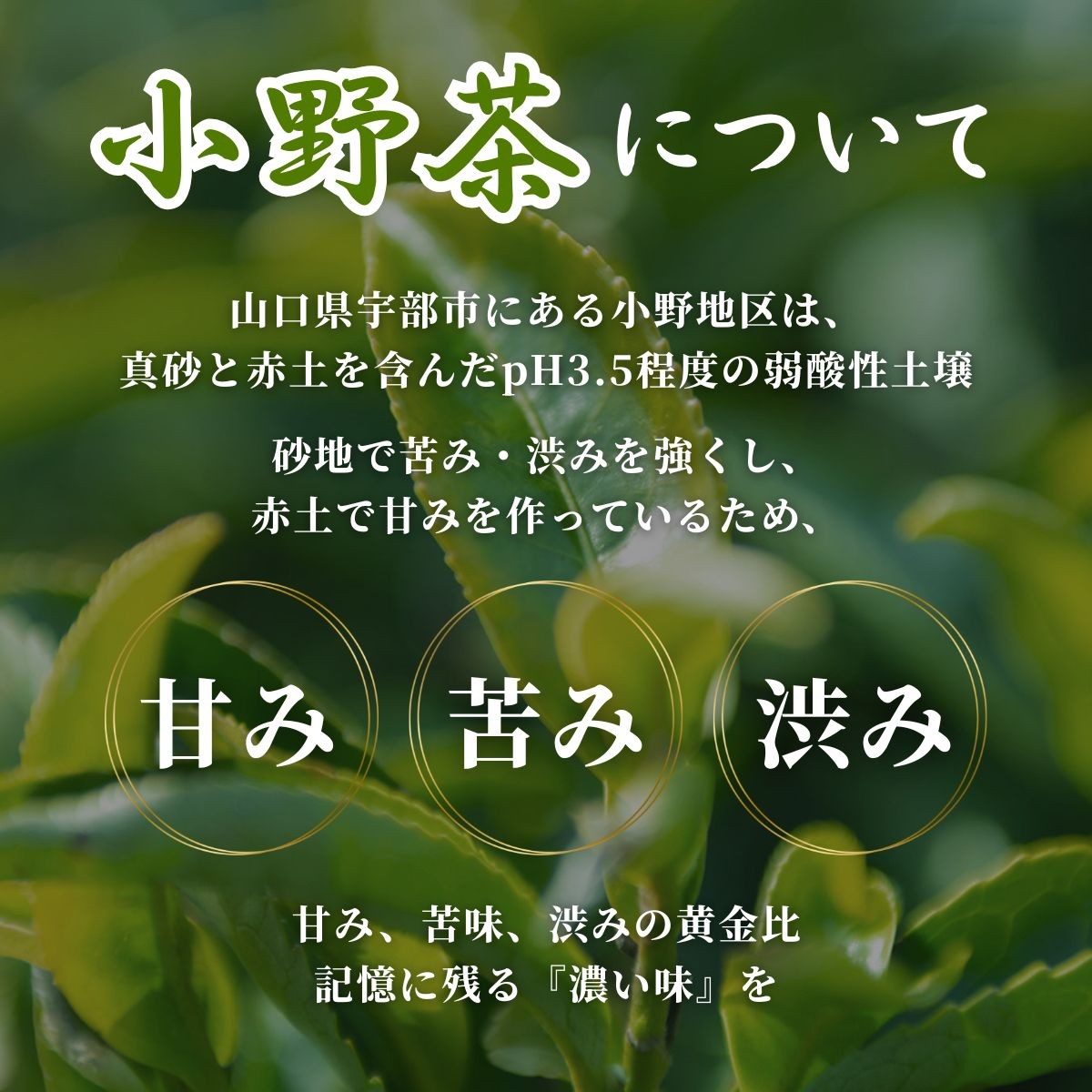 カステラ【宇部銘菓】 小野茶カステラ 「これぶちうまいっ茶」 1本 カステラ かすてら 小野茶カステラ 小野茶かすてら