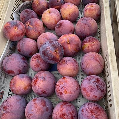 ふるさと納税 山梨市 【先行受付】訳ありプラム(すもも) 約1.2kg(6〜12個) |  | 02