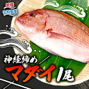 【ふるさと納税】 真鯛 1尾 宇和海産 神経締め こもこもShop 神経〆 まるごと 海の鯛陽 鯛 マダイ タイ 養殖 刺身 お刺身 お刺し身 刺し身 人気 鯛めし 鯛茶漬け 鯛しゃぶ 塩焼き 煮付け アレンジ 新鮮 冷蔵 国産 愛媛 宇和島 D010-186001