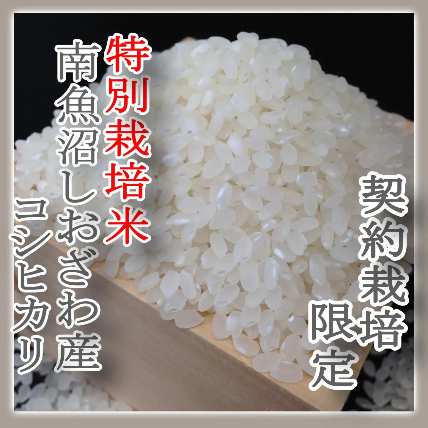 【令和7年】※定期便：8Kg×6ヶ月※特別栽培 生産者限定  南魚沼しおざわ産コシヒカリ｜こしひかり