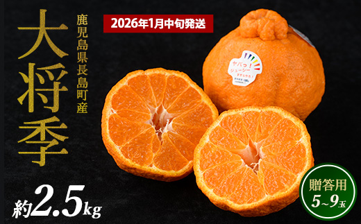 長島町産 大将季（ハウス） 贈答用 (約2.5kg)  1月中旬発送 【長島柑橘直販合同会社】_kanchoku-1544B