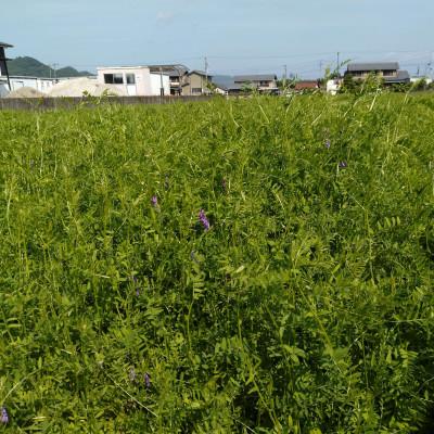 ふるさと納税 岐阜市 【毎月定期便】岐阜市産 ハツシモ 清流長良川米  精米 5kg 全3回 |  | 01