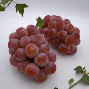 UU-12【令和8年発送】ご家庭用岡山県産クインニーナ